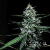 Negra 44