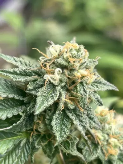 Banana Dessert Auto