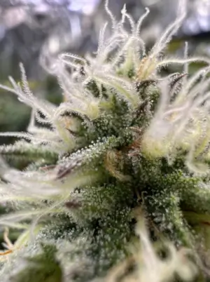 G.O.S. Auto