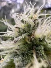 G.O.S. Auto