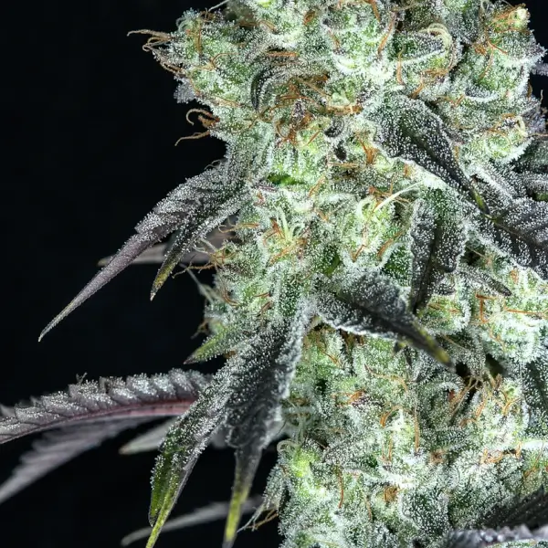 Malibu Cosmic
