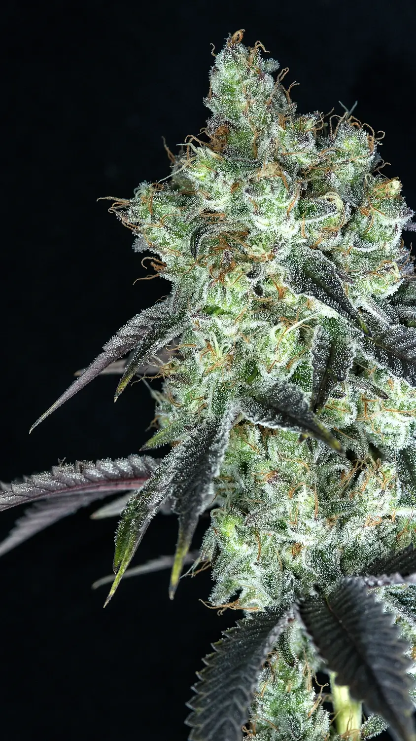 Malibu Cosmic