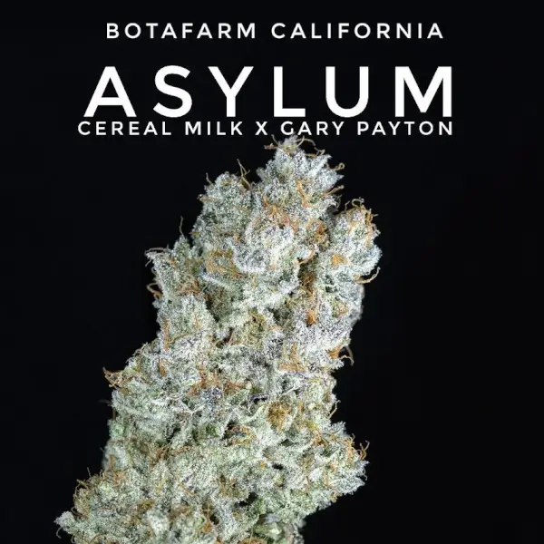 Asylum