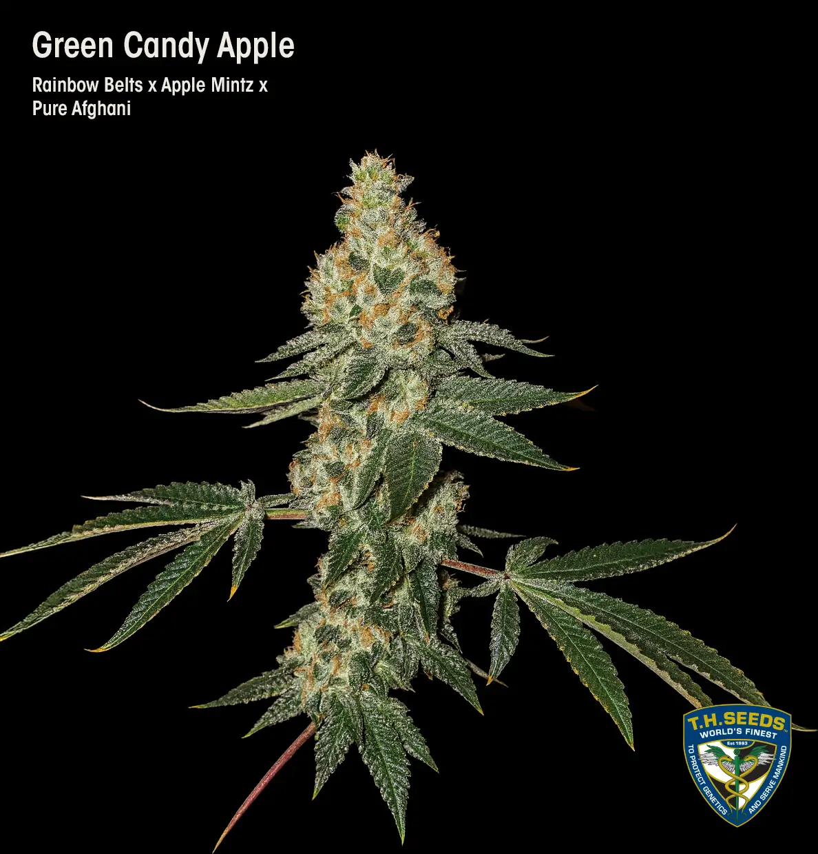 Green Candy Apple