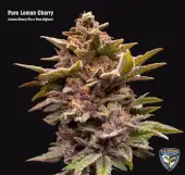 Pure Lemon Cherry