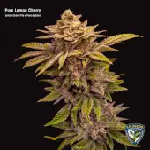 Pure Lemon Cherry