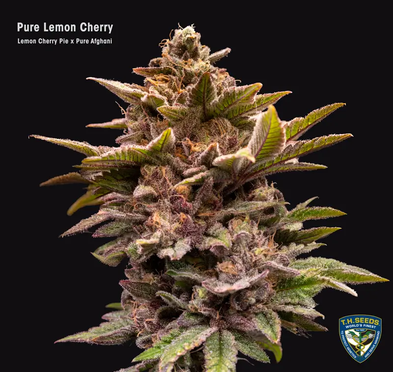 Pure Lemon Cherry
