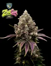 Zourgum