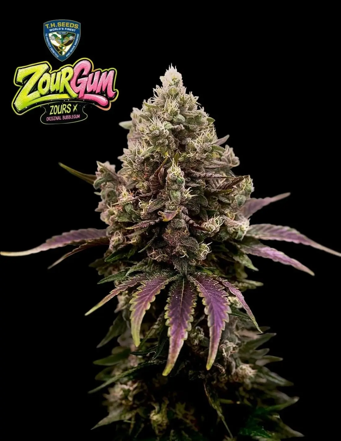 Zourgum