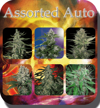 Assorted Auto