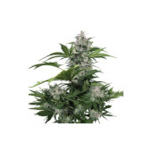 White Dwarf Auto