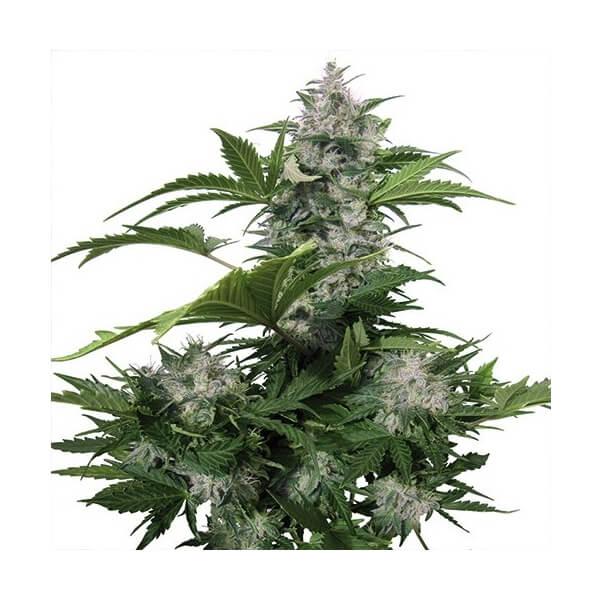 White Dwarf Auto