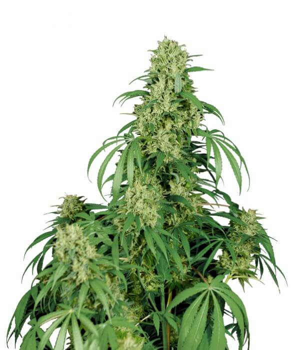 Calamity Jane Auto