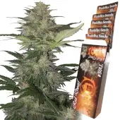 Red Dwarf auto
