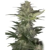 Red Dwarf auto