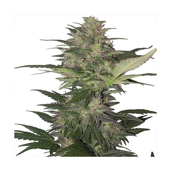 Red Dwarf auto