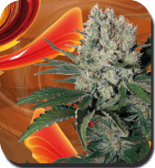 Syrup