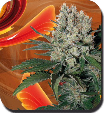 Syrup