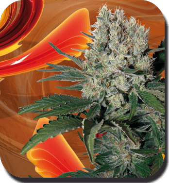Syrup Auto