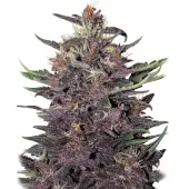 Buddha Purple Kush Auto