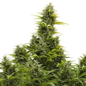 MediKit Auto