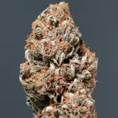 MediKit Auto