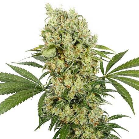 MediKit CBD