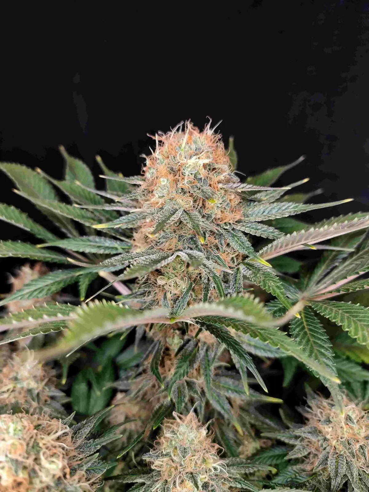 Panakeia High Terpenes
