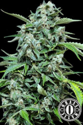 Maxi Haze