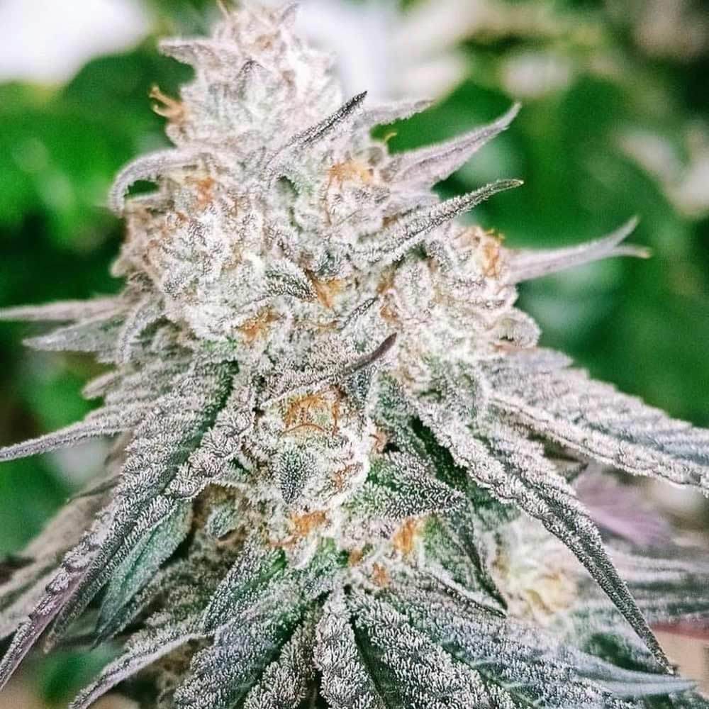 Frozen Rosé