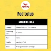 Red Lotus