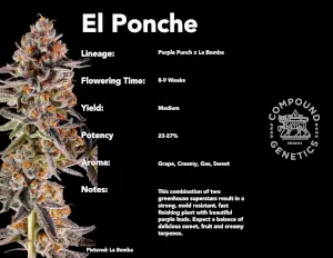 El Ponche