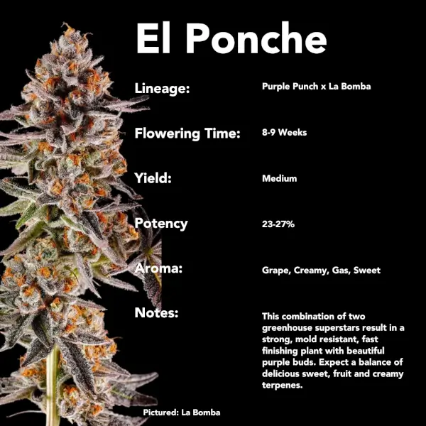El Ponche