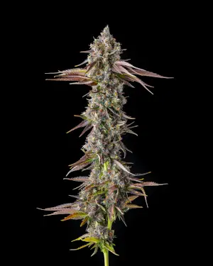 Strawberry Skrilla