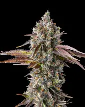 Strawberry Skrilla