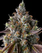 Strawberry Skrilla