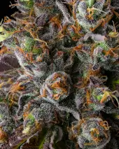 Strawberry Skrilla