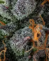Strawberry Skrilla