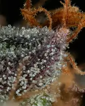 Strawberry Skrilla