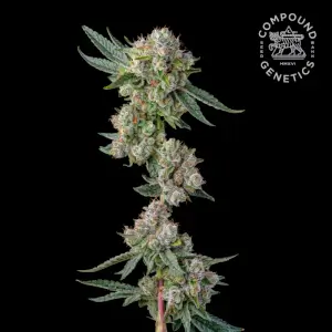 Glue31