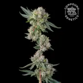 Glue31