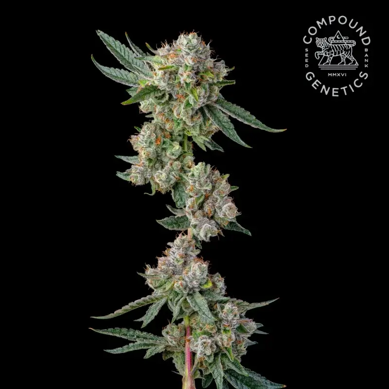 Glue31