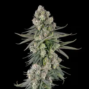 Glue Lotus
