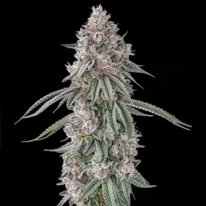 Lemon Chain