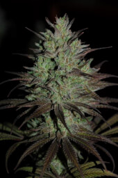 CBD #1