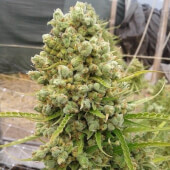 Auto Malawi x Northern Lights