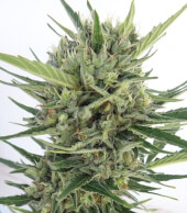 Auto Malawi x Northern Lights