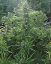 Auto Malawi x Northern Lights