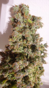 Auto Malawi x Northern Lights