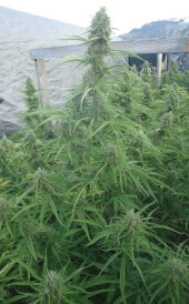 Auto Malawi x Northern Lights